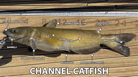 chanel cats|channel catfish anatomy.